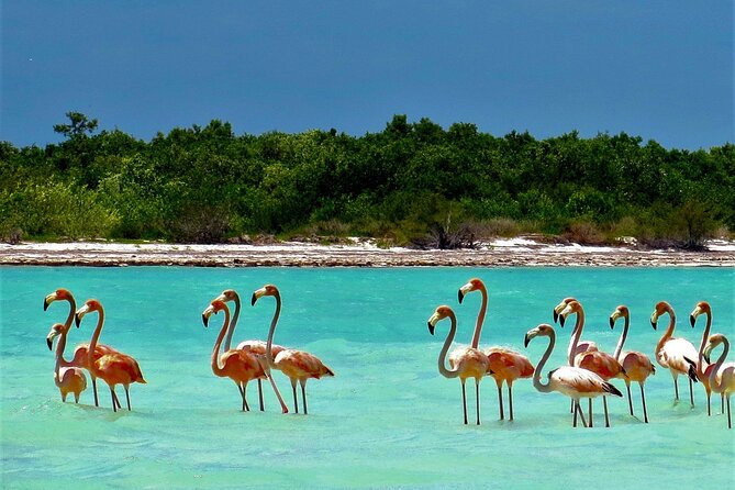 Full Day Excursion to the Best of Holbox From Cancun - Highlights of the Day