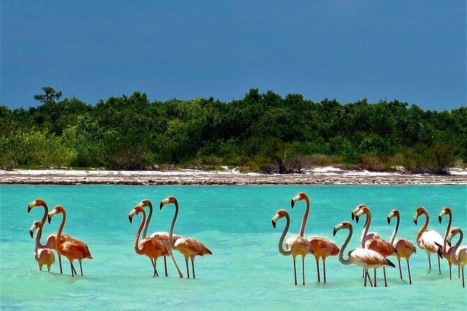 Full Day Excursion to the Best of Holbox From Riviera Maya - Meeting and Pickup Points