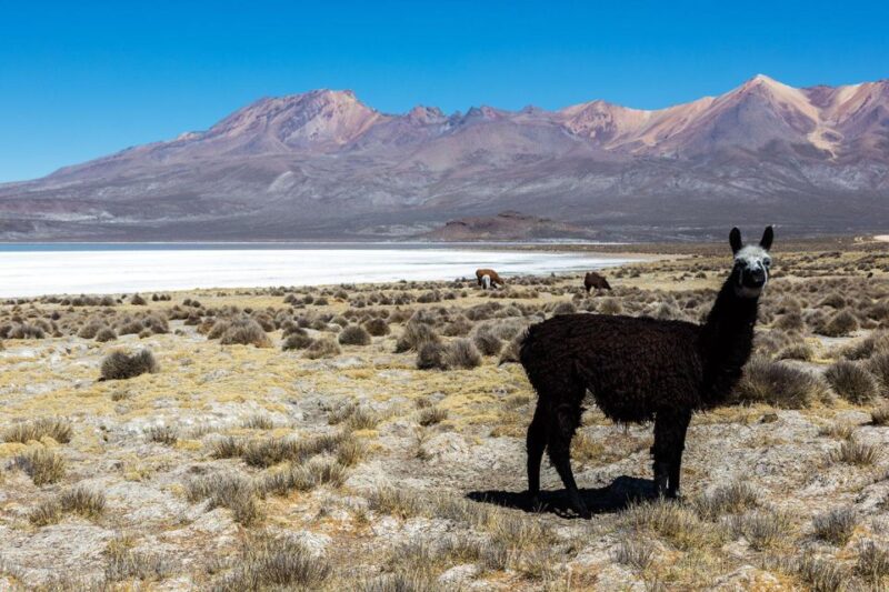 Full Day Excursion to the Salinas Lagoon Arequipa - Return to Arequipa