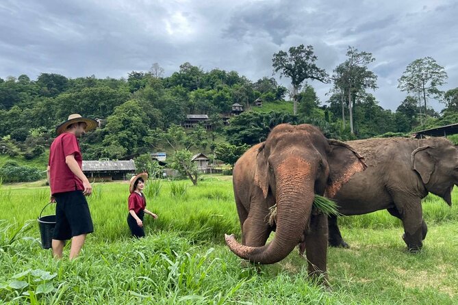 Full Day Experience at Ran-Tong Save & Rescue Elephant Centre - Inclusions