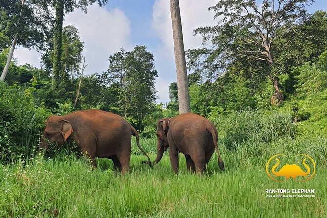 Full Day Experience at Ran-Tong Save & Rescue Elephant Centre - Pickup Information