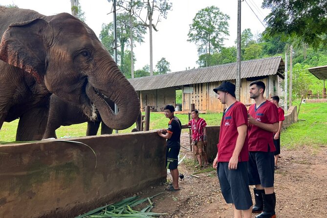 Full Day Experience at Ran-Tong Save & Rescue Elephant Centre - Activities and Highlights