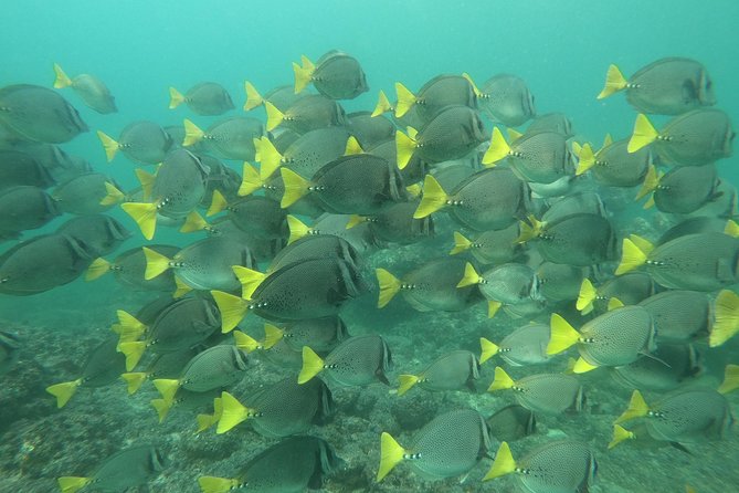 Full-Day Experience in Banderas Bay - Cancellation Policy