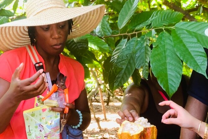Full Day Experience to Farm and Chocolate - Guided Tour of Cacao Groves