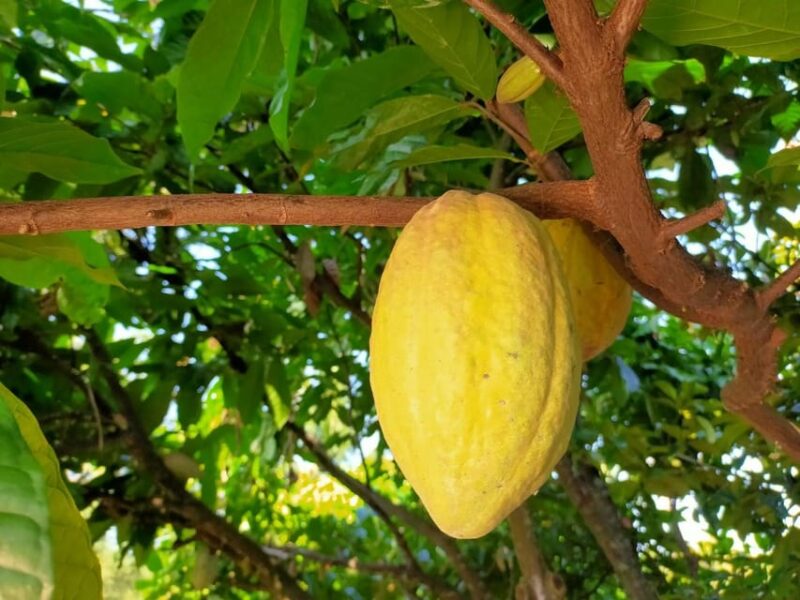 Full Day Experience to Farm and Chocolate - Itinerary Details