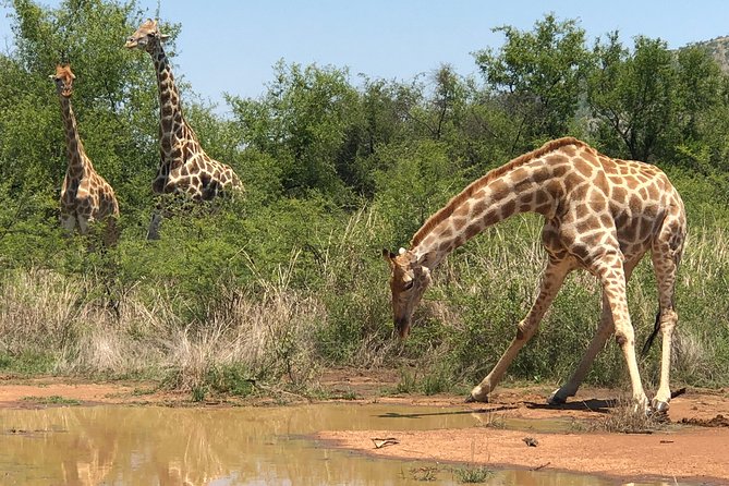 Full Day Exquisite Pilanesberg Safari From Johannesburg - Tour Duration and Capacity