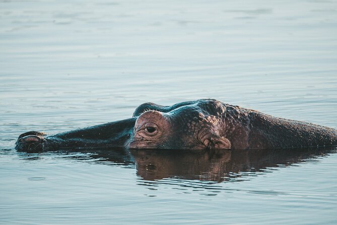 Full Day Exquisite Pilanesberg Safari From Johannesburg - Cancellation Policy and Confirmation