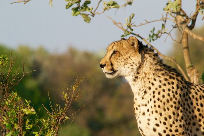 Full Day Exquisite Pilanesberg Safari From Johannesburg - Wildlife Sightings