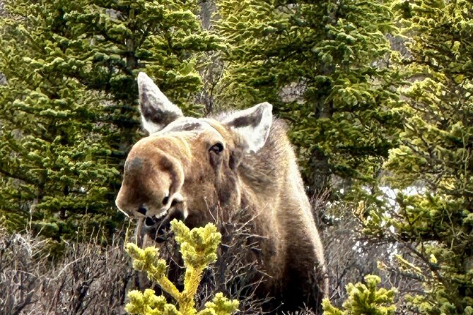 Full Day Fairbanks to Denali Winter Adventure Tour - Guided Exploration and Experiences