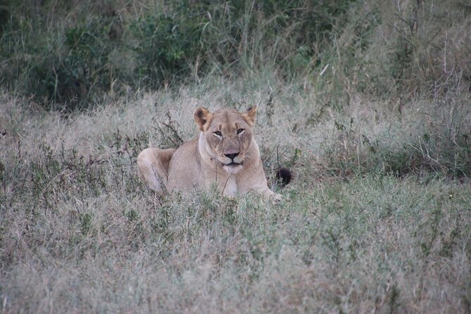Full-Day Family Hluhluwe Imfolozi Park Safari Experience - Itinerary Highlights