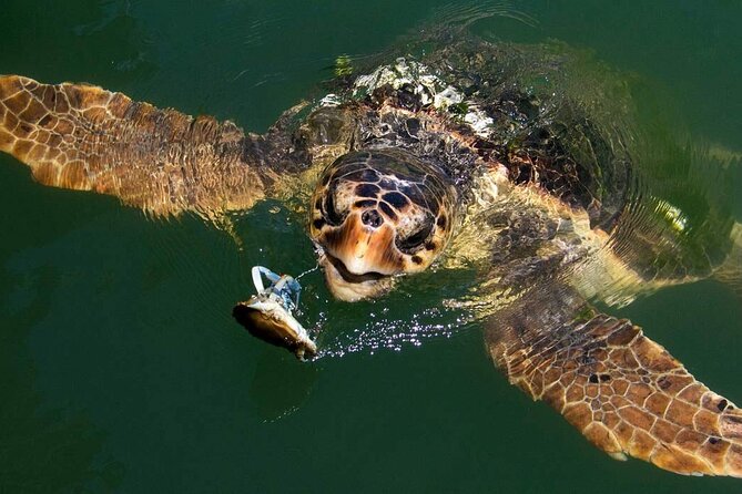 Full Day Fethiye Turtle Beach Tour With Mud Baths & Lunch - Experiences and Activities