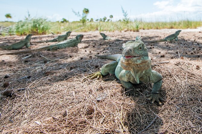 Full Day Fishing, Snorkeling, Iguana Island, Cruising, BBQ - Booking Your Stay