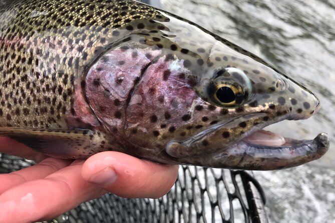 Full Day Fishing Trips - Kenai River Fishing Experiences