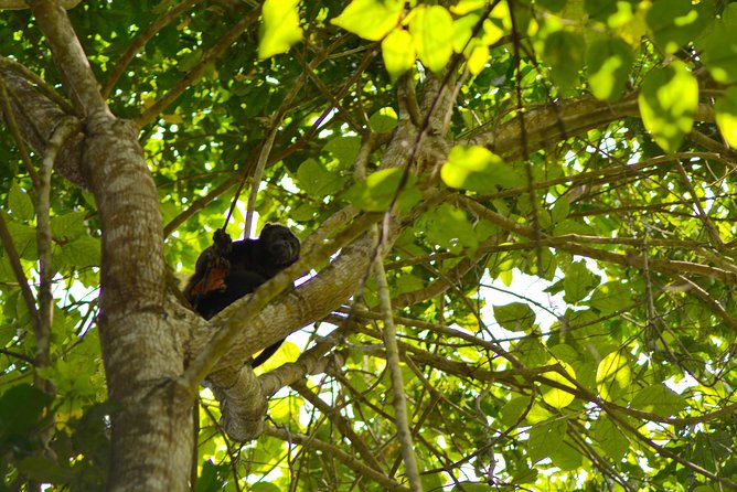 Full Day : Forest and the Fisherman Trail (From Guayaquil) - Key Points