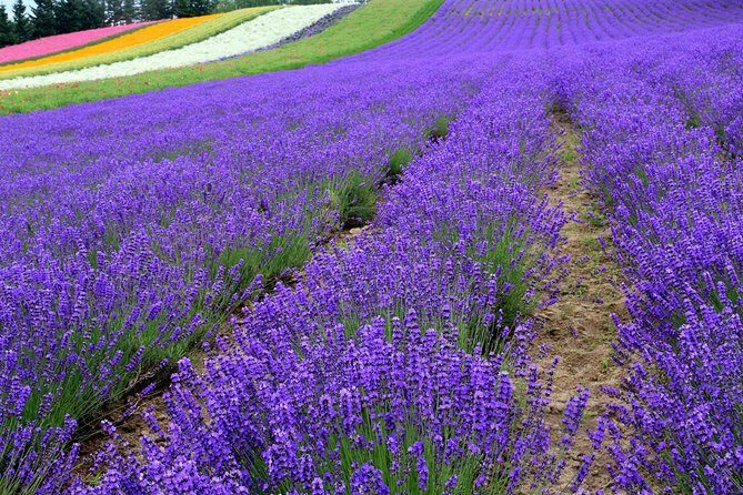 Full-Day Furano Lavender Farm and Blue Pond from Sapporo - Key Points