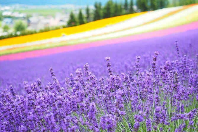 Full-Day Furano Lavender Farm and Blue Pond from Sapporo - An In-Depth Look at the Tour Itinerary