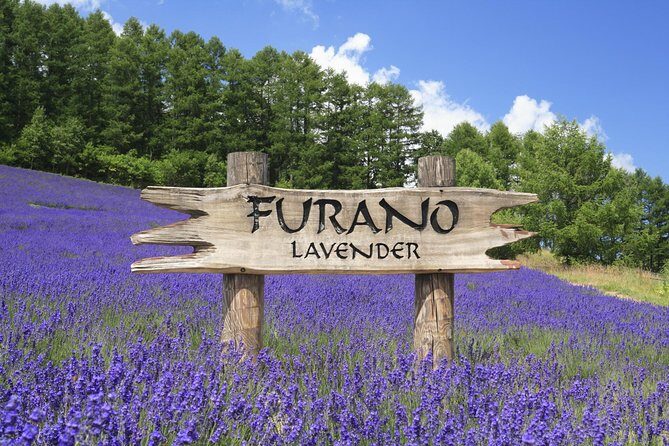 Full-Day Furano Lavender Farm and Blue Pond from Sapporo - Pricing: Is it Good Value?