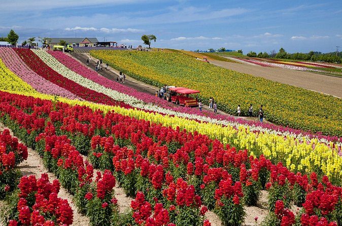 Full-Day Furano Lavender Farm and Blue Pond from Sapporo - What Do Visitors Say?