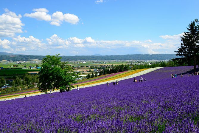 Full-Day Furano Lavender Farm and Blue Pond from Sapporo - The Sum Up: Who Will Love This Tour?