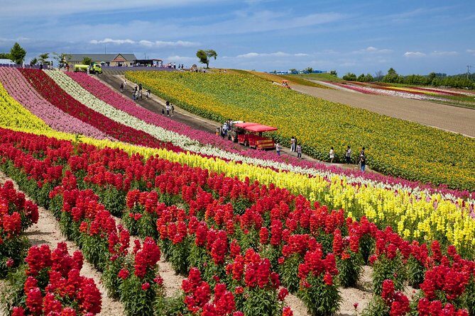 Full-Day Furano Lavender Farm and Blue Pond from Sapporo - FAQ