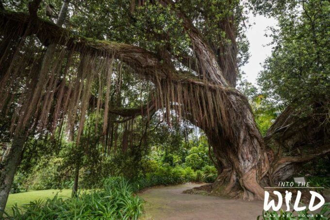 Full-Day Furnas Guided Tour With Optional Hot Springs - Discover South Coast of Sao Miguel Island