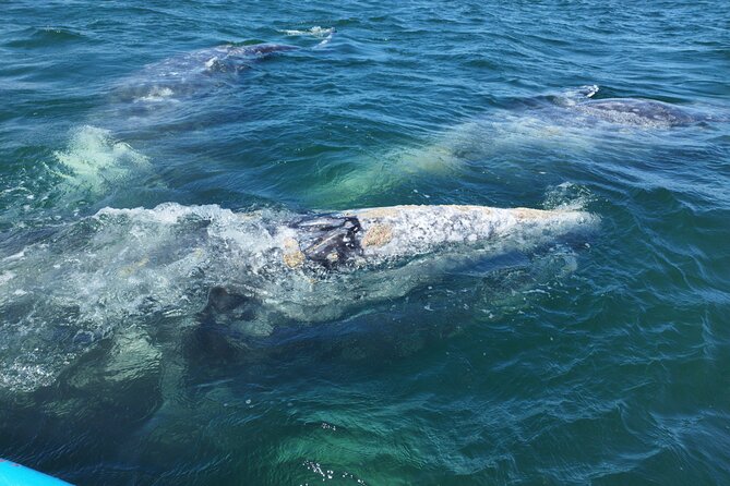 Full Day Gray Whale Watching Experience - Meeting and Pickup Details