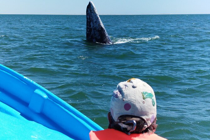 Full Day Gray Whale Watching Experience - Important Information to Know