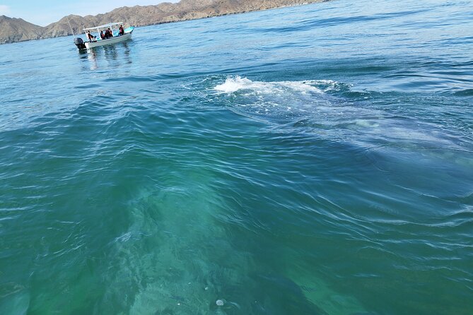 Full Day Gray Whale Watching Experience - Pricing and Reservation Policies
