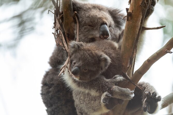 Full-Day Great Ocean Road and 12 Apostles Tour - Considerations