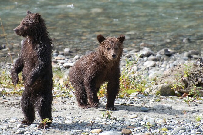 Full Day Grizzly Bear Tour to Bute Inlet - Transportation Options