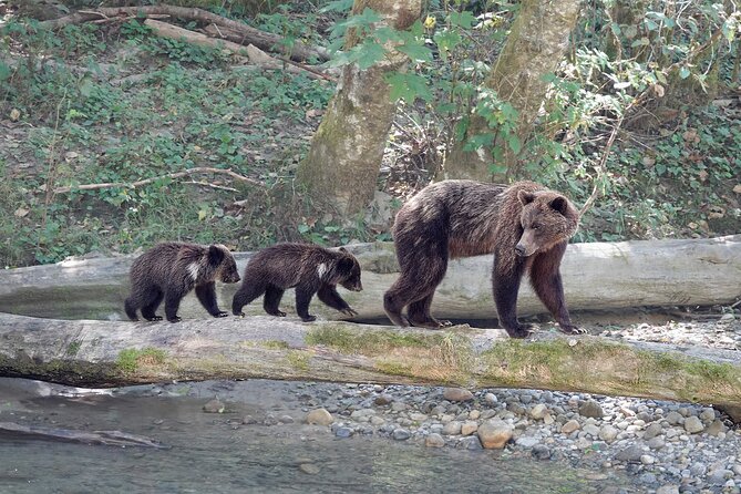 Full Day Grizzly Bear Tour to Bute Inlet - Group Size and Capacity