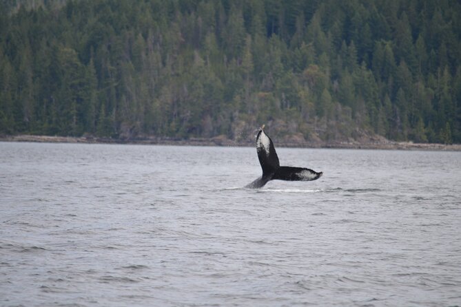 Full Day Grizzly Bear Tour to Toba Inlet - Included Amenities
