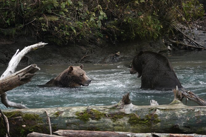 Full Day Grizzly Bear Tour to Toba Inlet - Meeting Point and Transportation