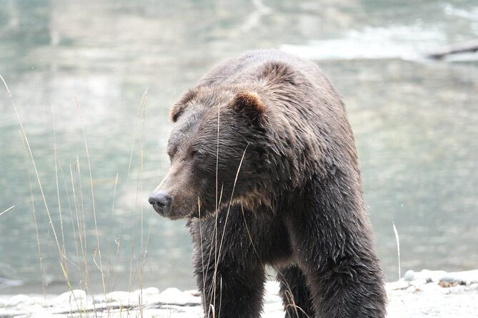 Full Day Grizzly Bear Tour to Toba Inlet - Group Size and Accessibility