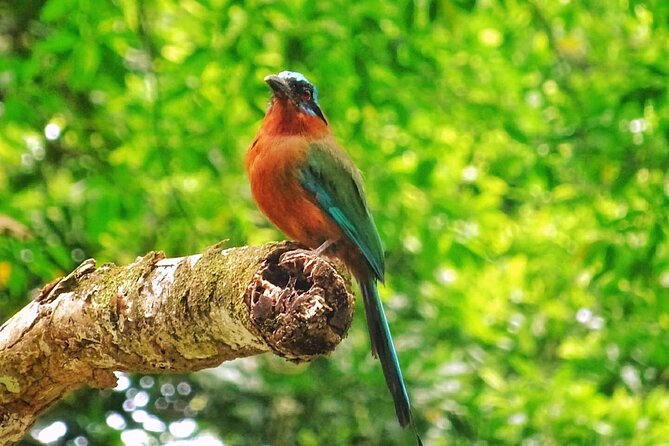 Full Day Group Tour in Tobago Atlantic Coast - Tour Overview