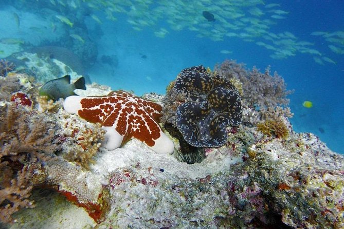Full Day Group Tour to Mnemba Island for Snorkeling Activities - Snorkeling in Crystalline Waters