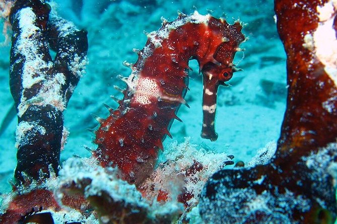 Full Day Group Tour to Mnemba Island for Snorkeling Activities - Spotting Tropical Fish