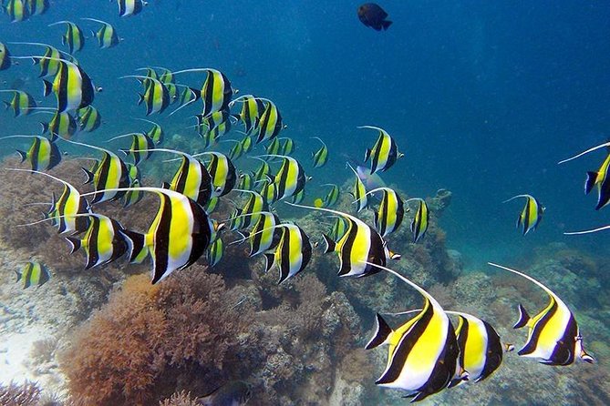 Full Day Group Tour to Mnemba Island for Snorkeling Activities - Lunch at Muyuni Beach