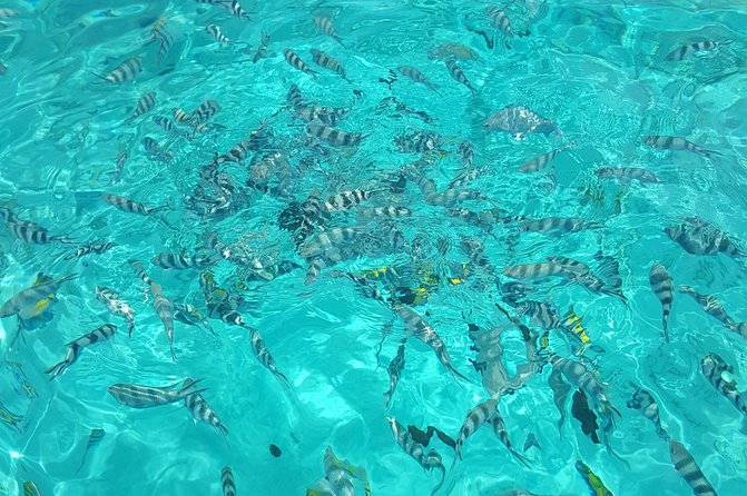 Full Day Group Tour to Mnemba Island for Snorkeling Activities - Included Amenities