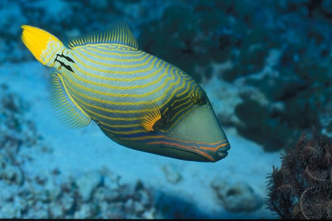 Full Day Group Tour to Mnemba Island for Snorkeling Activities - Meeting and Pickup Details