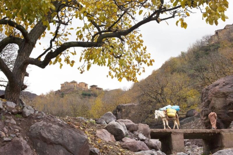 Full-Day Guided Atlas Mountains Tour - Key Points