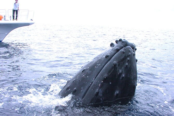 Full Day Guided Boat 2diving in Kerama Islands (License Required) - Health Requirements