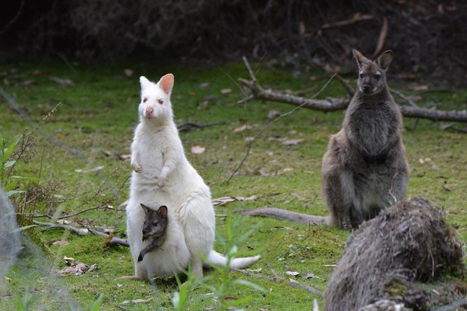 Full-Day Guided Bruny Island Tour From Hobart - National Parks and Fauna