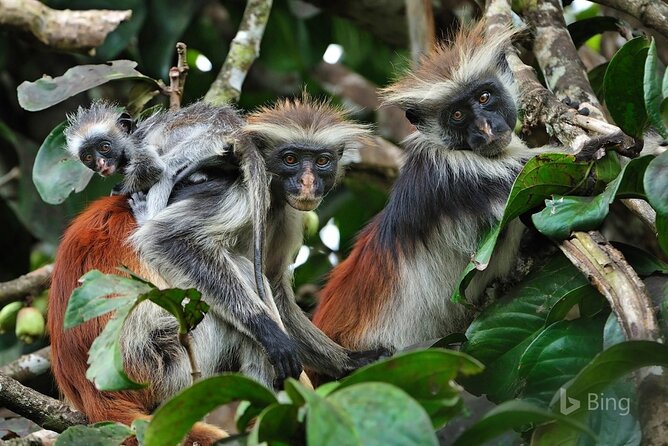 Full-Day Guided Private Dolphins Tour+ Monkeys + Stone Town &Spice Farm Zanzibar - Accessibility Features