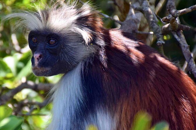 Full-Day Guided Private Dolphins Tour+ Monkeys + Stone Town &Spice Farm Zanzibar - Traveler Reviews