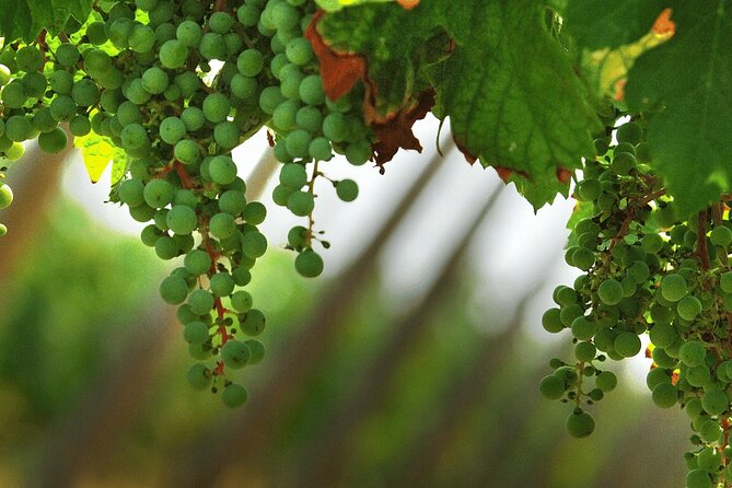 Full Day Guided Private Tour of the Cellars in Franciacorta - Itinerary Details
