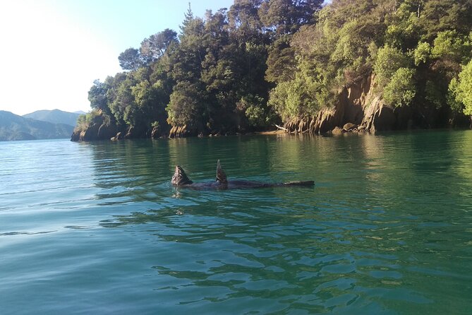 Full Day Guided Sea Kayak Tour From Picton - Inclusions