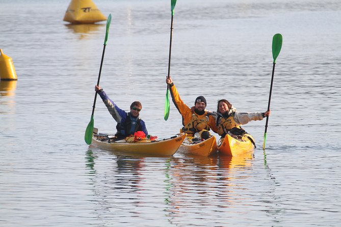 Full Day Guided Sea Kayak Tour From Picton - Wildlife Spotting