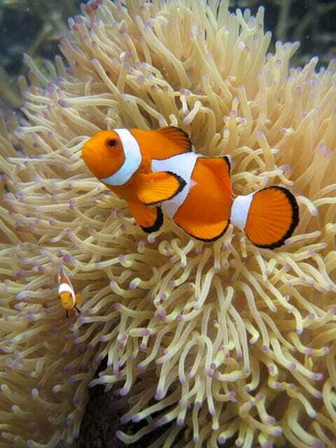 Full-Day Guided Snorkeling Tour from Kota Kinabalu - Key Points