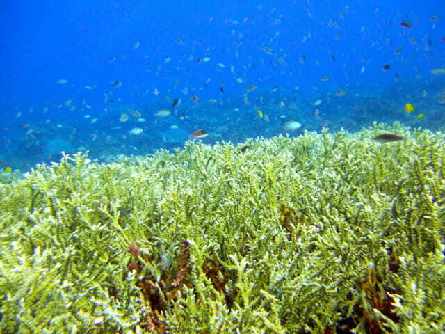 Full-Day Guided Snorkeling Tour from Kota Kinabalu - An Authentic Day in Sabah’s Marine Wonderland